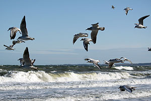 Möwen an der Ostsee